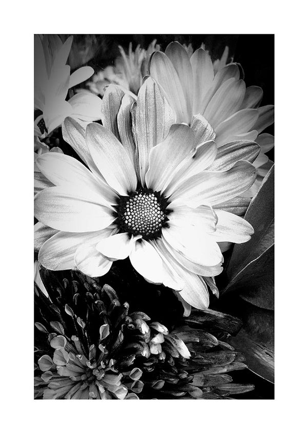 Marguerit Blomst-plakat