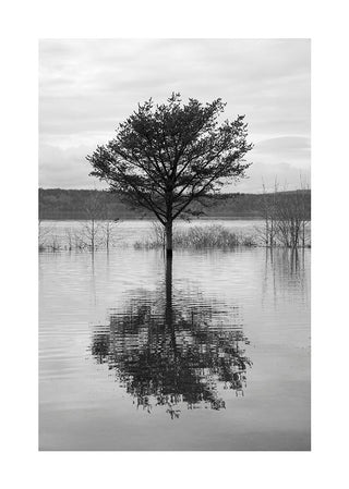 Black and white poster of a tree standing in a lake with its reflection mirrored in the water.