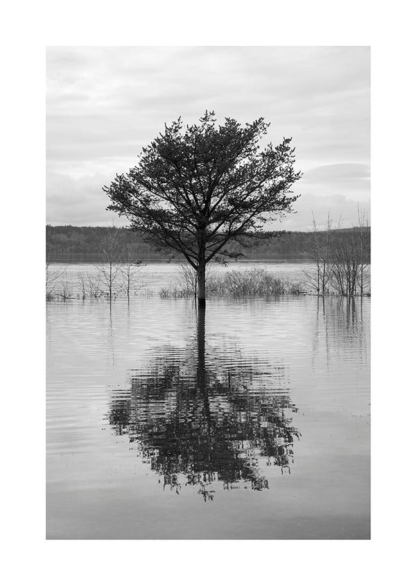 Træ der spejler i søen plakat