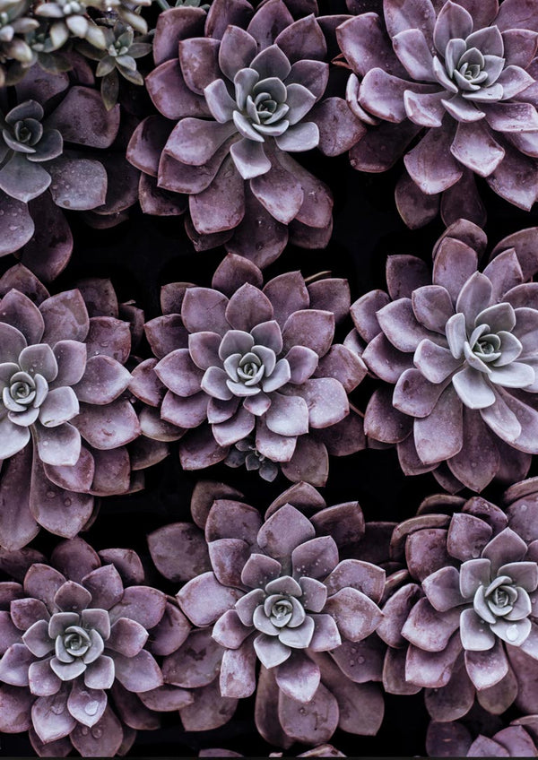 Lilla Sukkulent plakat