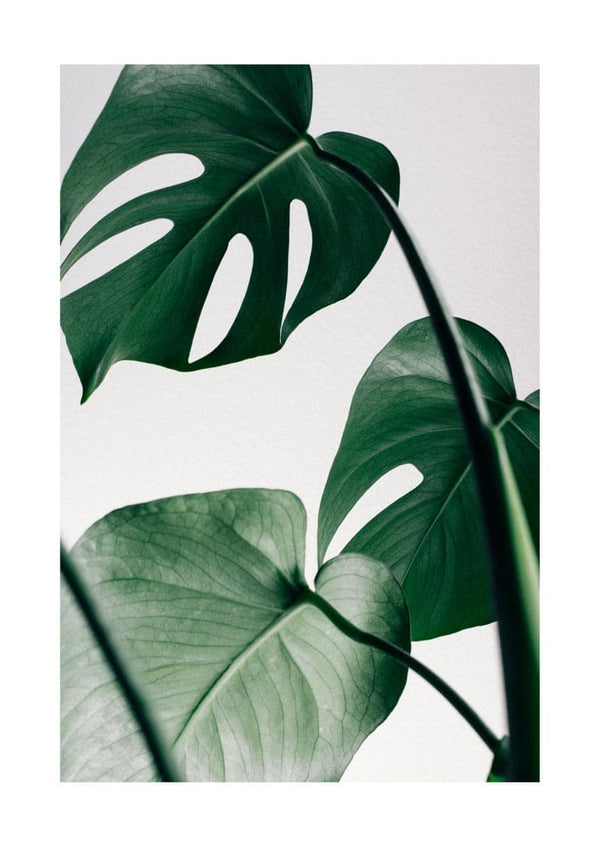 Monstera-blade plakat