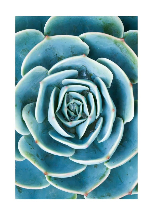 Grøn Sukkulent plakat