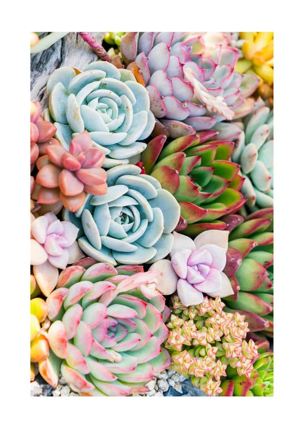 Flerfarvet Sukkulent-plakat