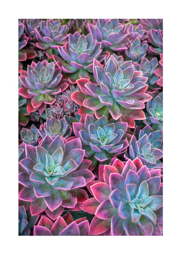 Pink Edge Sukkulent plakat