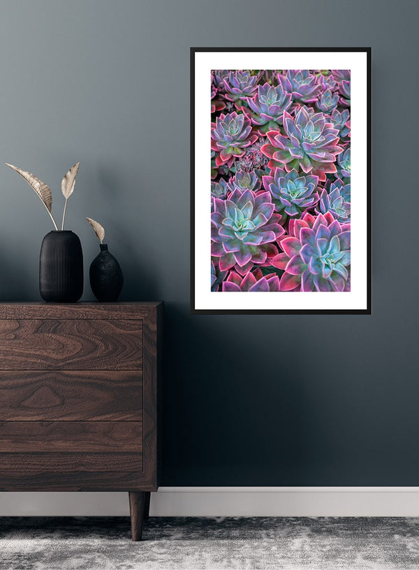 Pink Edge Sukkulent plakat