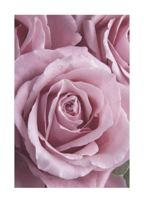 Pink Single Rose plakat
