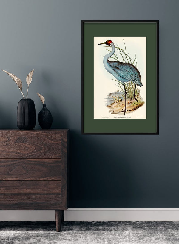 Australsk Trane - Elizabeth Gould japansk kunstplakat