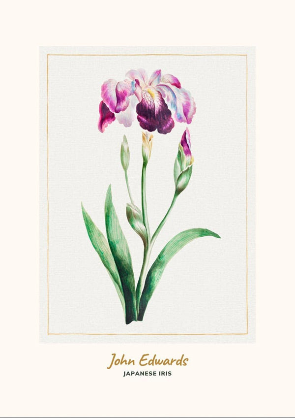 Japansk Iris af John Edwards japansk kunstplakat
