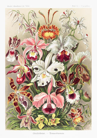 Illustration of various colorful orchids by Ernst Haeckel from Orchideae Denusblumen, detailed and vibrant.