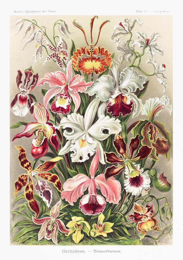 Orkidéer Denusblomster - Ernst Haeckel