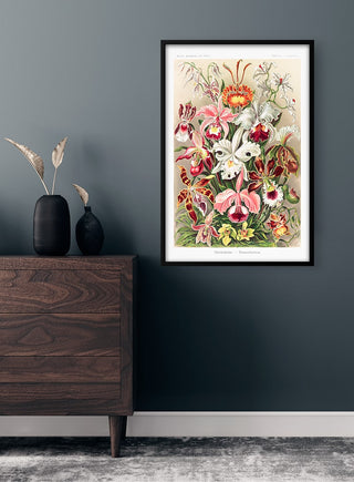Framed Orchideae Denusblumen botanical print by Ernst Haeckel displayed on a dark wall above a wooden dresser.