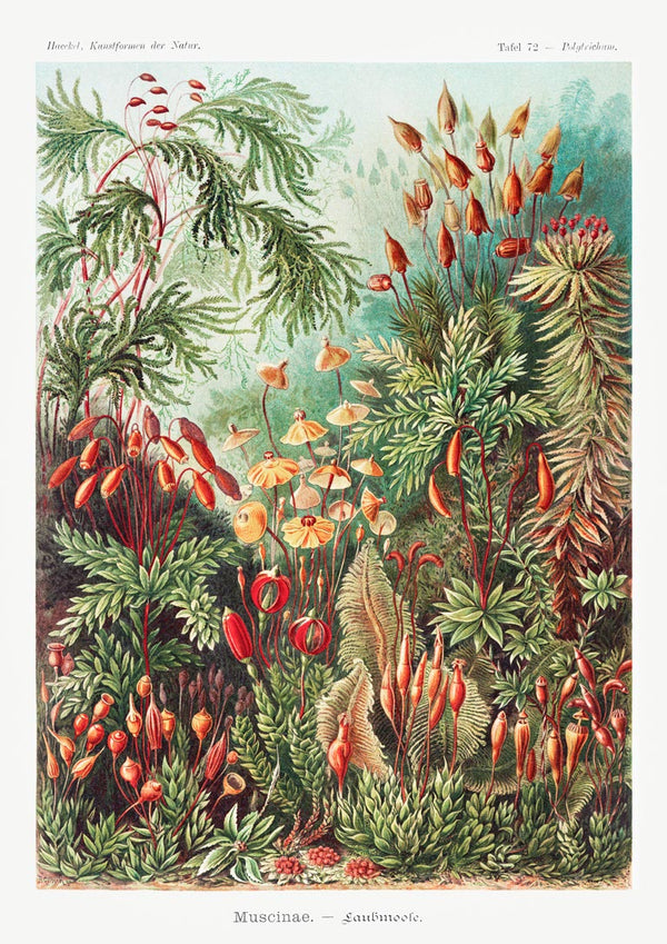 Muscinae Laubmoose - Ernst Haeckel