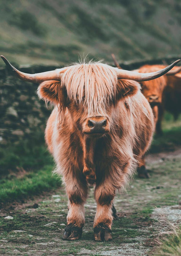 Højlandskvæg på marken Naturposter