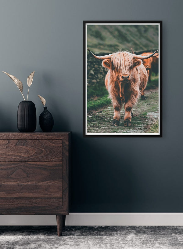 Højlandskvæg på marken Naturposter