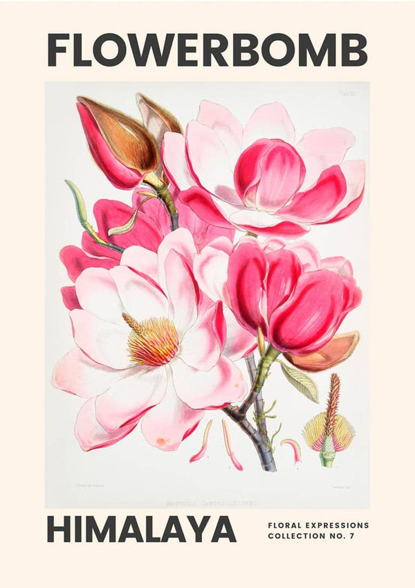 Blomsterbombe - Himalaya Kunstplakat