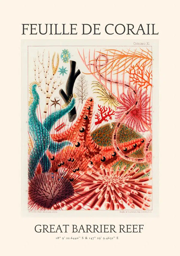 Vintage koraltegning - Great Barrier Reef plakat