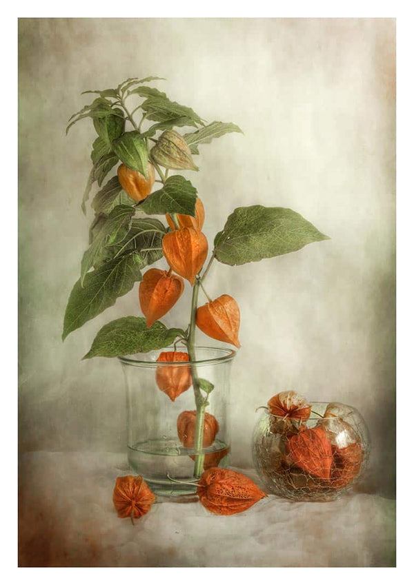 Lanterner - Mandy Disher