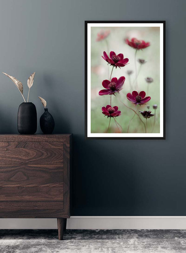 Cosmos Sway - Mandy Disher