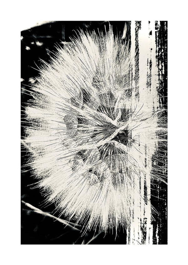 Plakat med mælkebøtteblomst