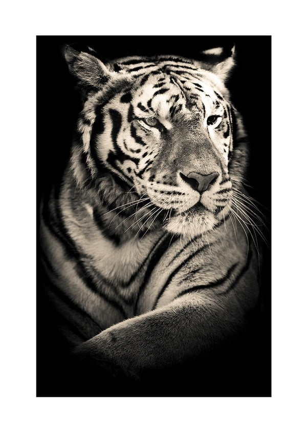Cool som en istiger-plakat