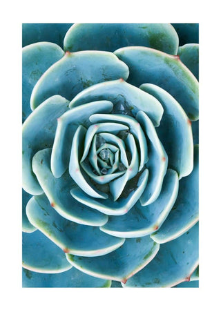 Close-up image of a green succulent plant featured on the Green Sukkulent poster.