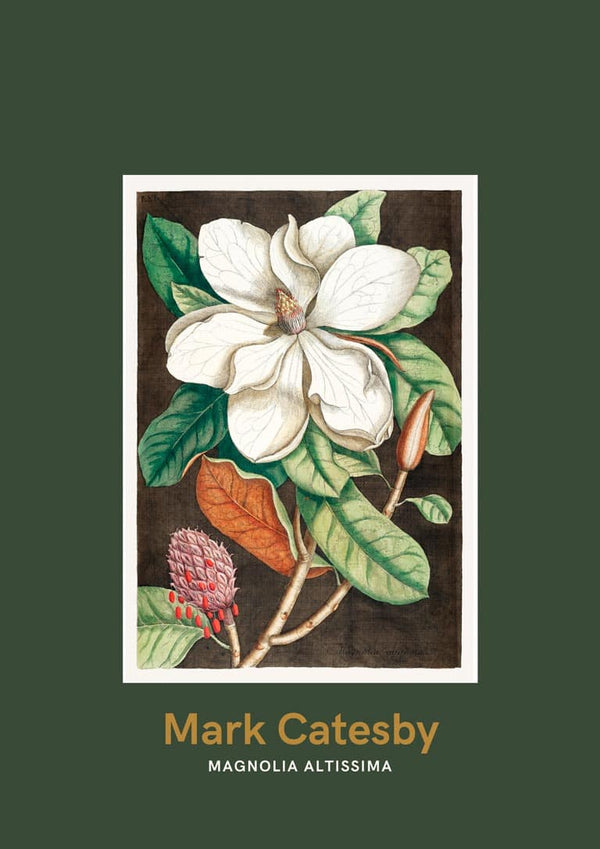 Laurbærtræ af Mark Catesby japansk kunstplakat