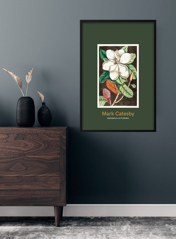 Laurbærtræ af Mark Catesby japansk kunstplakat
