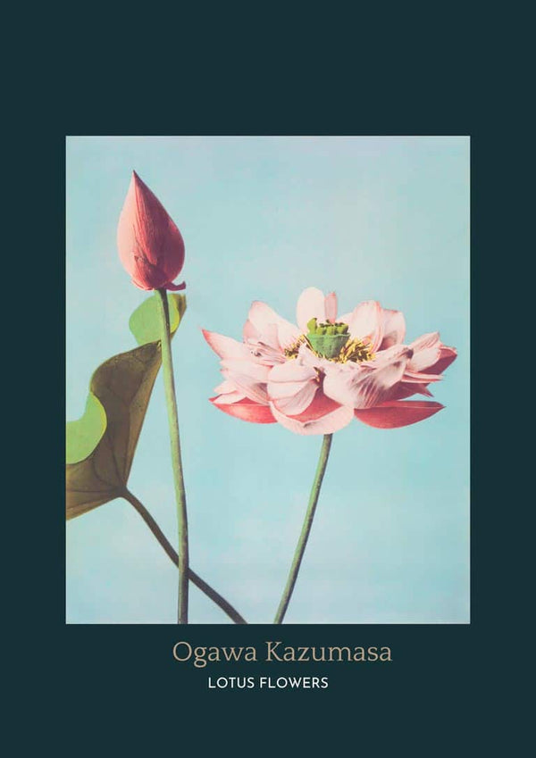 Lotus Flowers af Ogawa Kazumasa japansk kunstplakat