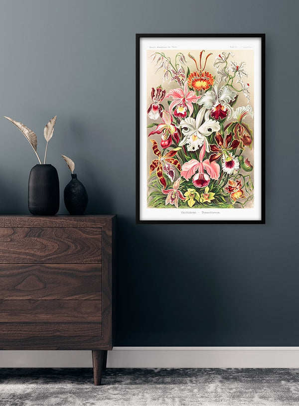 Orkidéer Denusblomster - Ernst Haeckel