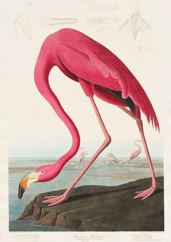 Lyserød Flamingo - John James Audubon