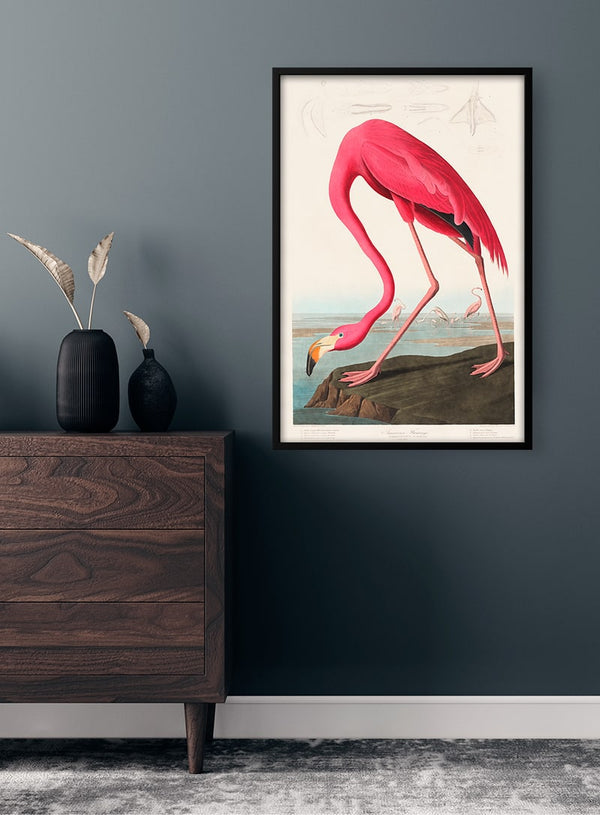 Lyserød Flamingo - John James Audubon
