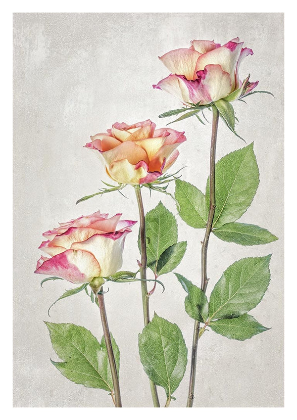 Roser - Mandy Disher