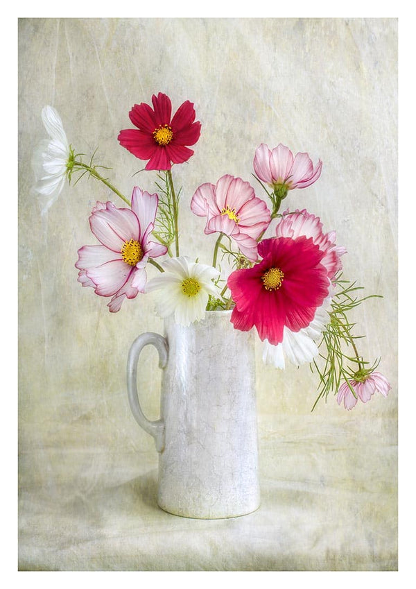 Kosmos Karneval - Mandy Disher