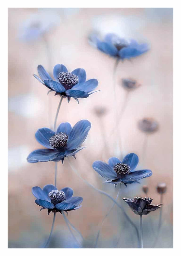 Kosmosblå - Mandy Disher