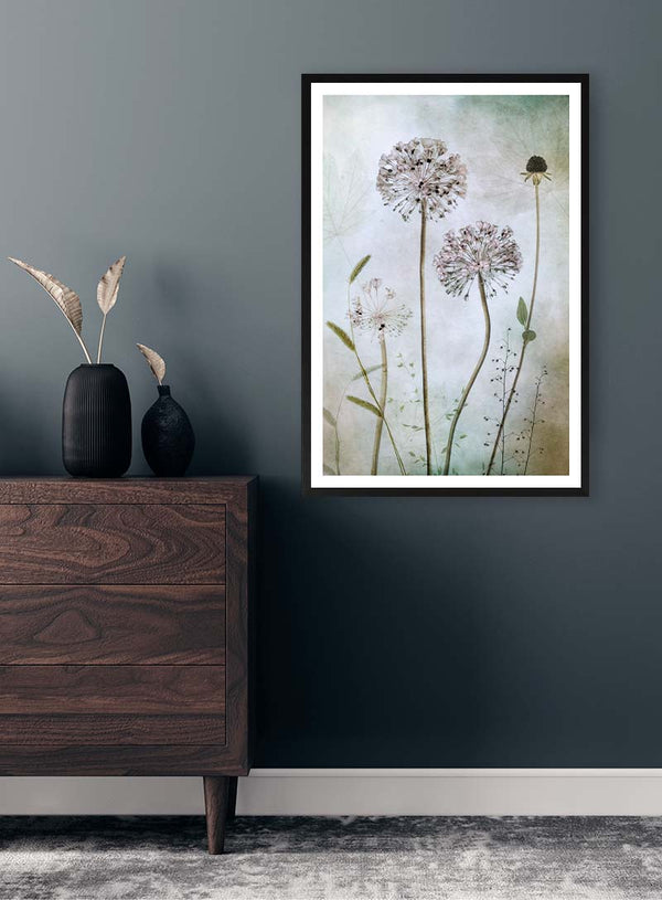 Allium - Mandy Disher