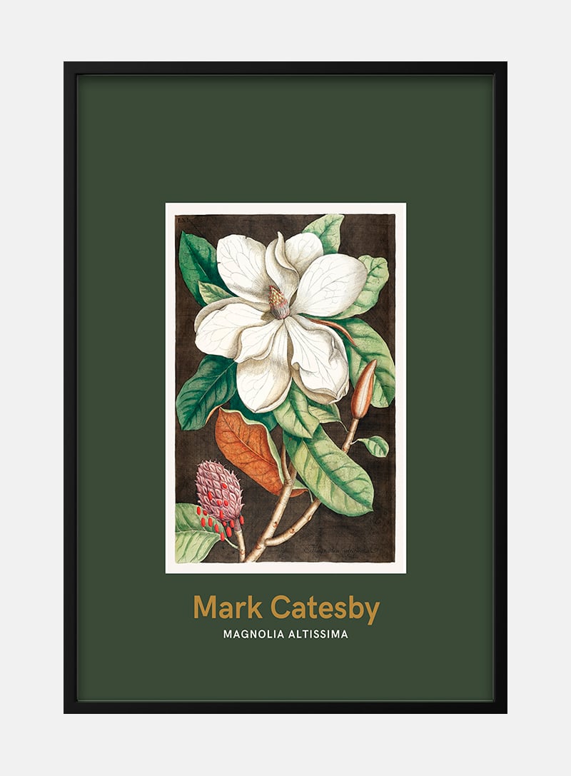 Laurel tree byÂ Mark CatesbyÂ  japansk kunstplakat