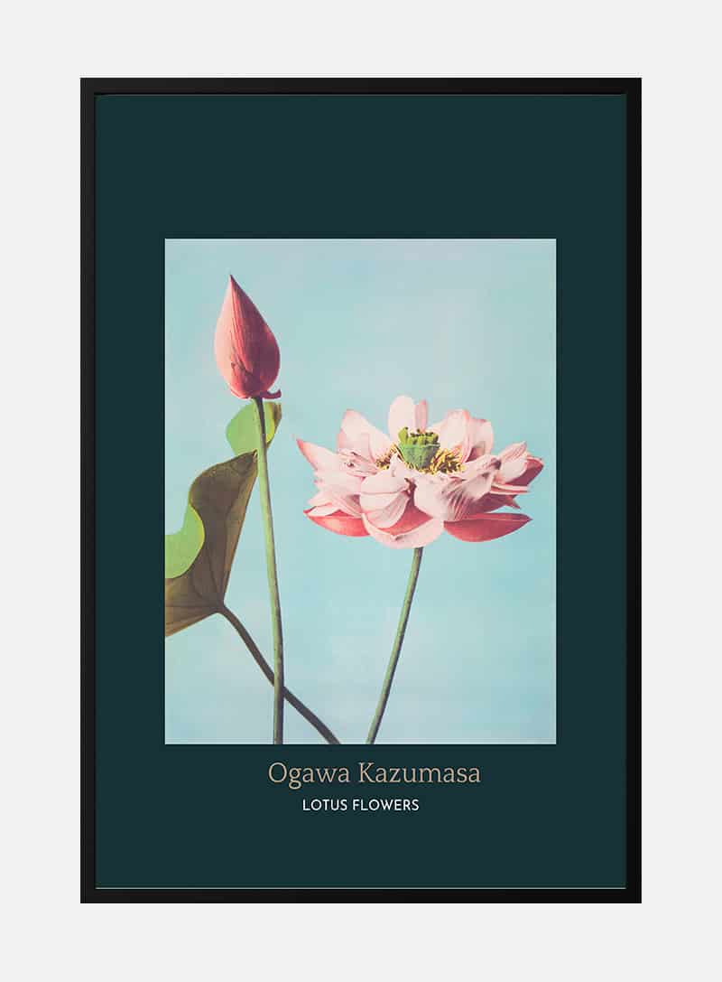 Billede af Lotus Flowers byÂ Ogawa KazumasaÂ  japansk kunstplakat