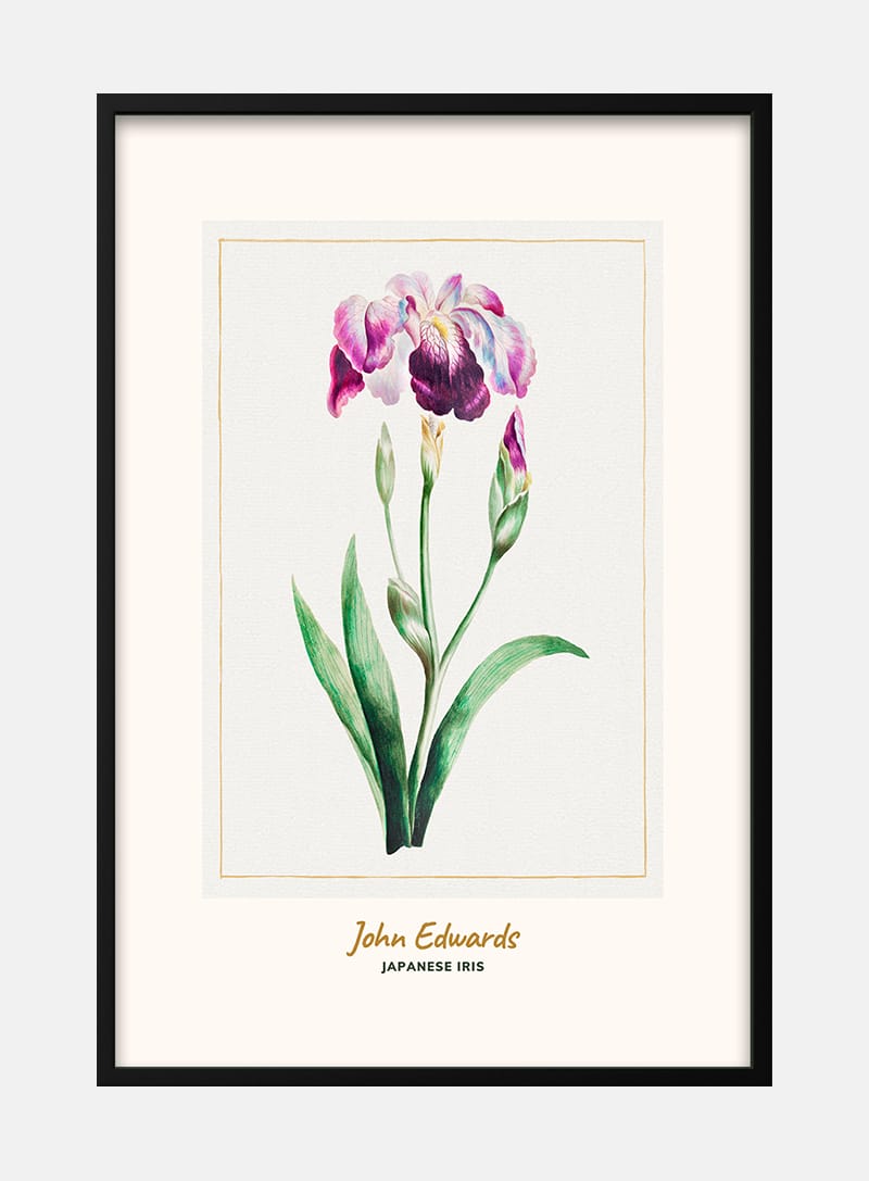 Japanese Iris byÂ John EdwardsÂ japansk kunstplakat