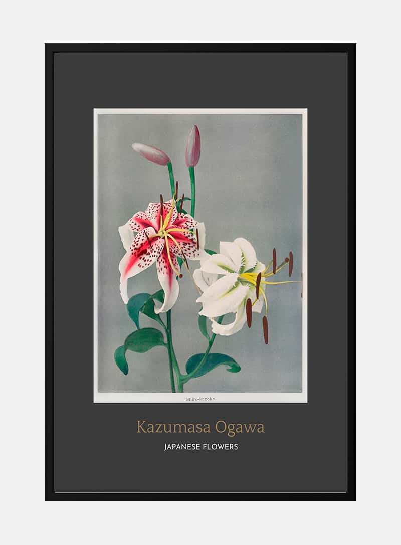 Japanese flowers byÂ Kazumasa OgawaÂ japansk kunstplakat