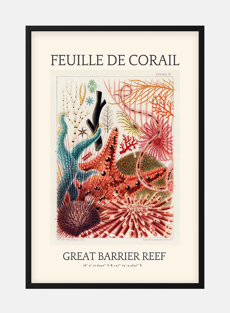 Billede af Vintage Coral Drawing - Great Barrier Reef Plakat