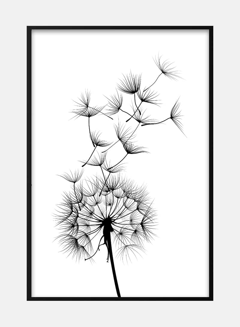 Billede af Black dandelion flower plakat