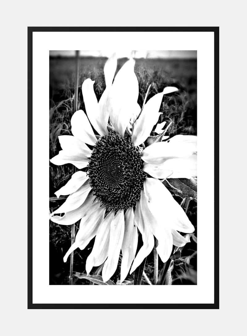 Billede af Big single sunflower plakat