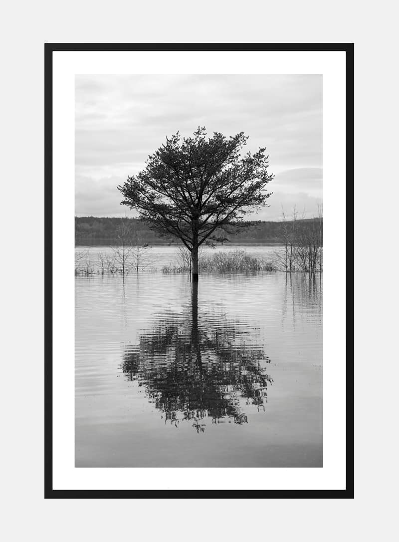 Billede af Træ der spejler i søen plakat