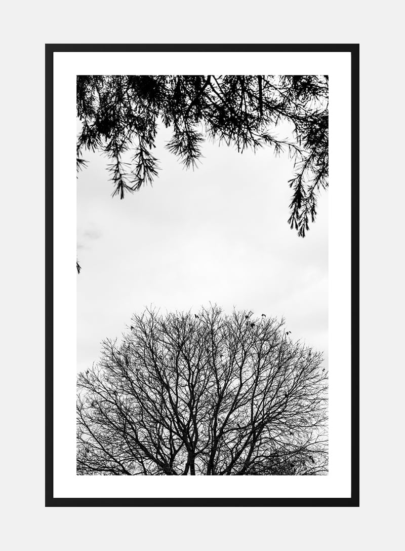 Trees and branches plakat