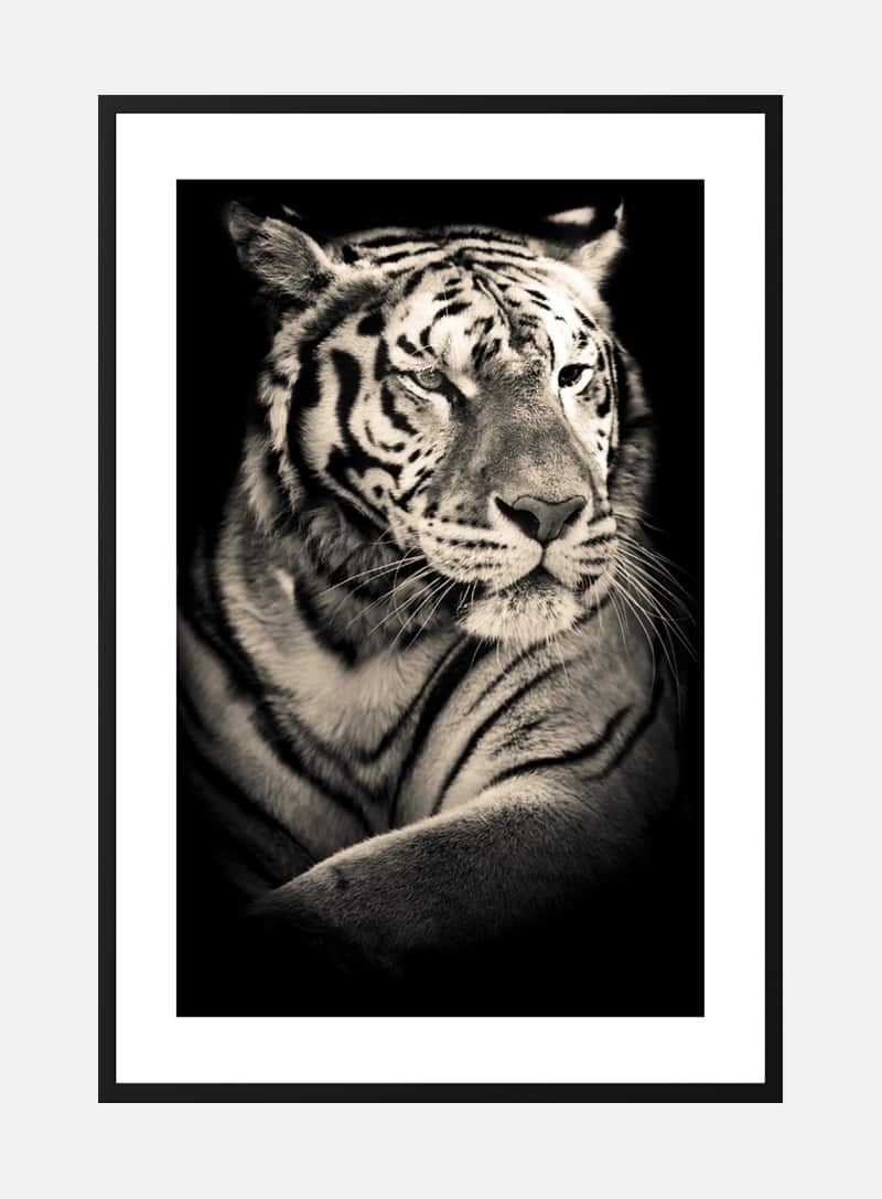 Billede af Cool as ice tiger plakat