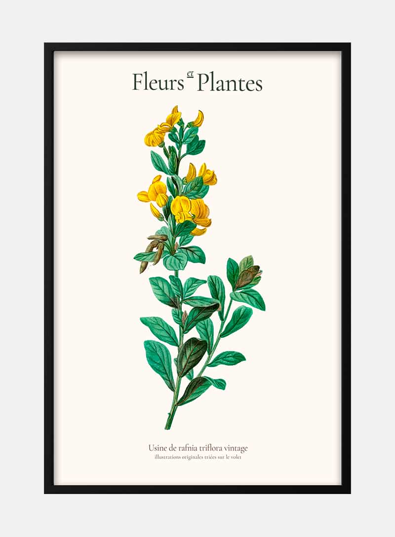 Billede af Fleurs et plantes rafnia triflora plakat
