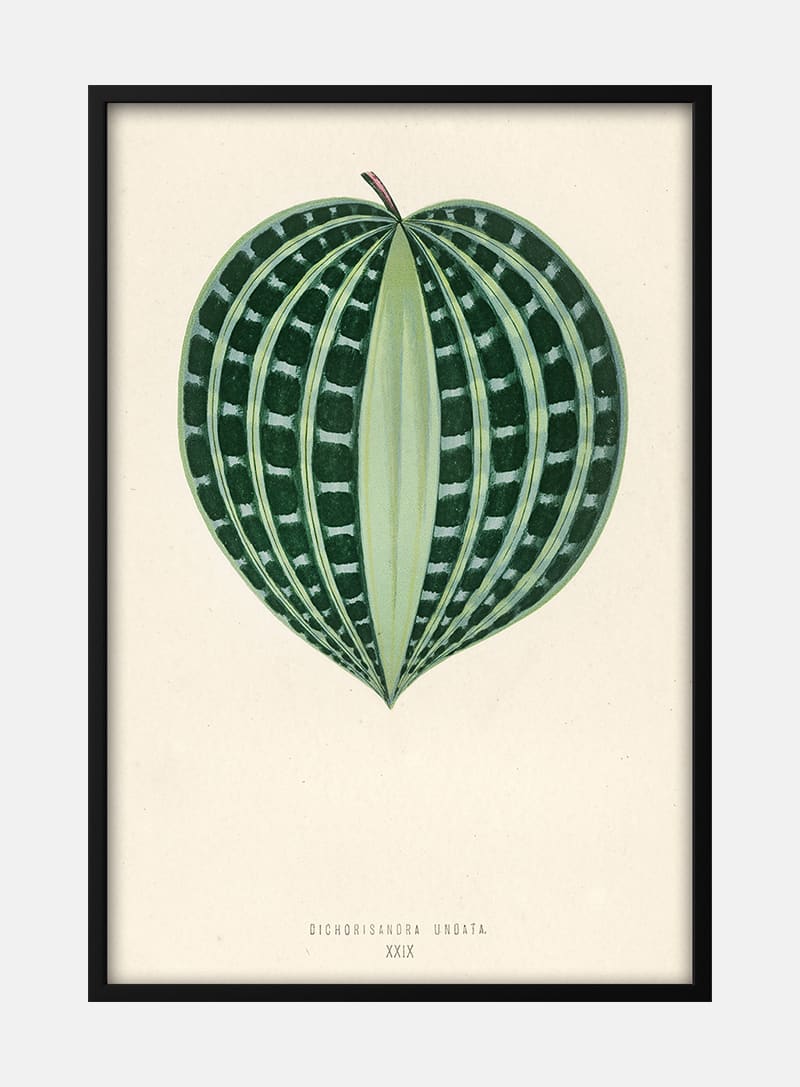 Billede af Seersucker plant - Benjamin Fawcett plakat