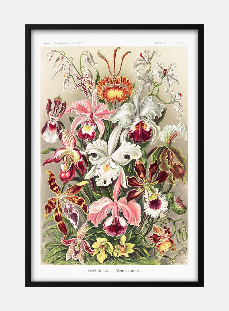 Billede af Orchideae Denusblumen - Ernst Haeckel