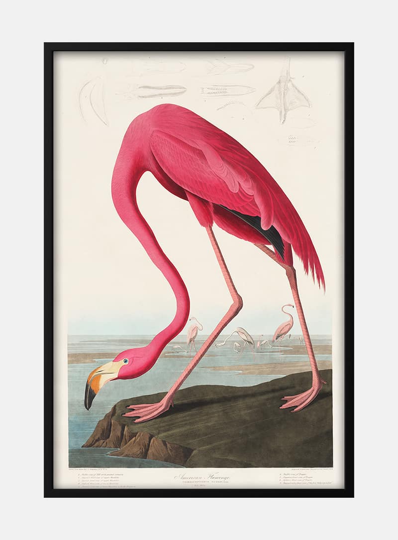 Billede af Pink Flamingo - John James Audubon
