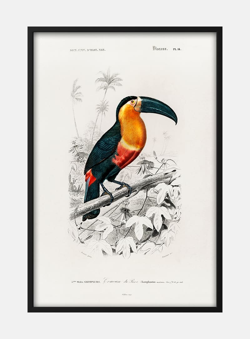 Toucan by Charles Dessalines Plakat
